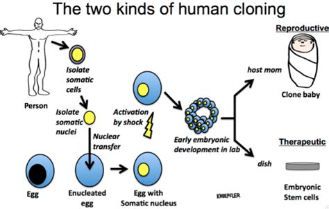 human clones in bags|cloning human embryo questions.